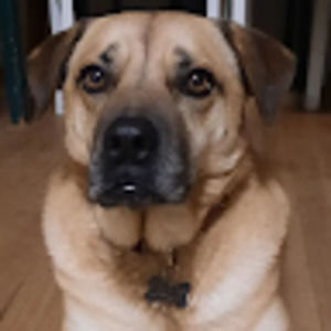 Meet your Posher, Lenore